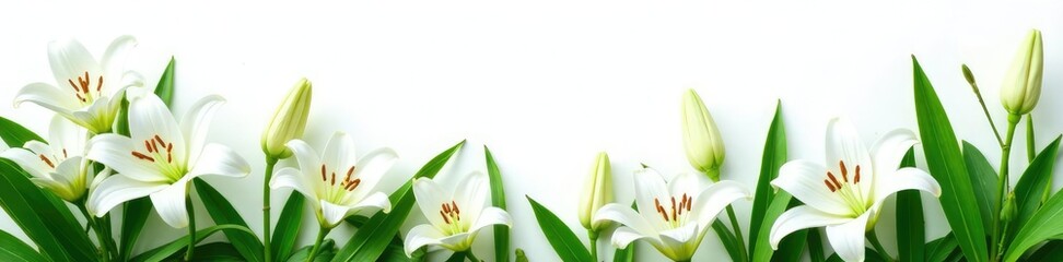 Obraz premium Delicate white lily stems amidst lush green foliage on a pristine white background, lilies, white background, botanical