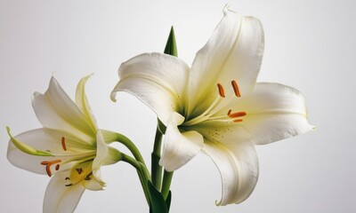 Fototapeta premium Close-up of elegant white lilies with vibrant orange stamens against a soft, neutral background.