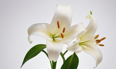 Obraz premium Two elegant white lilies with vibrant orange stamens, showcasing their delicate petals against a soft gray background.