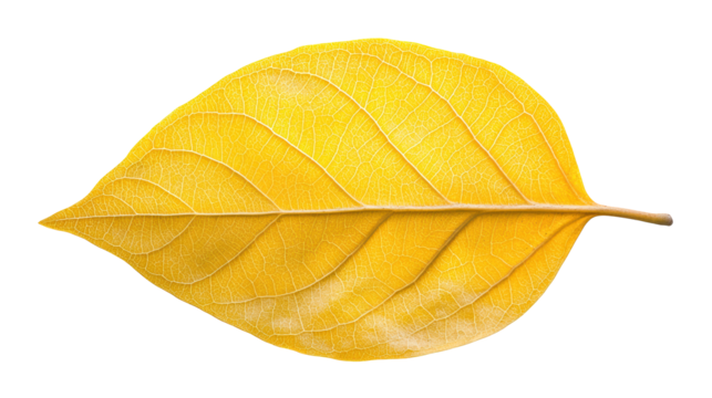 Vibrant yellow leaf on a black background, captivating contrast of nature's beauty - Powered by Adobe