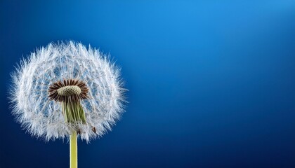 Obraz premium close up of dandelion on the blue background