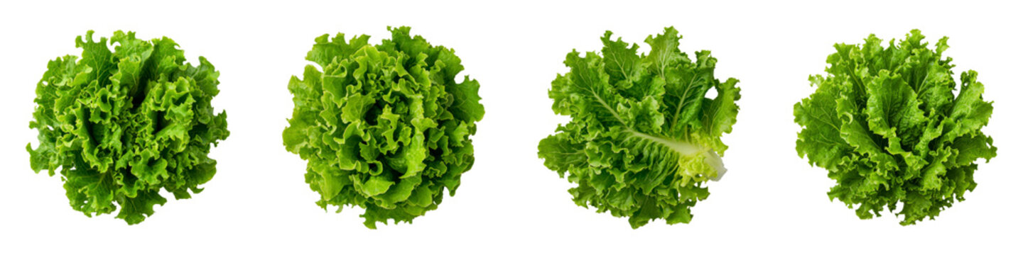 Fresh Curly Green Salanova Lettuce on a Transparent Background