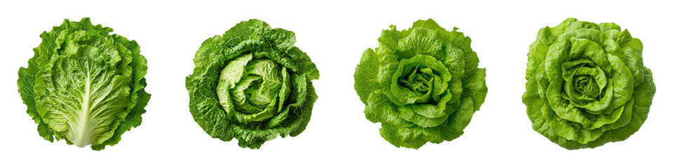 Fresh Crisphead Lettuce with Rounded Shape and Vibrant Green Color