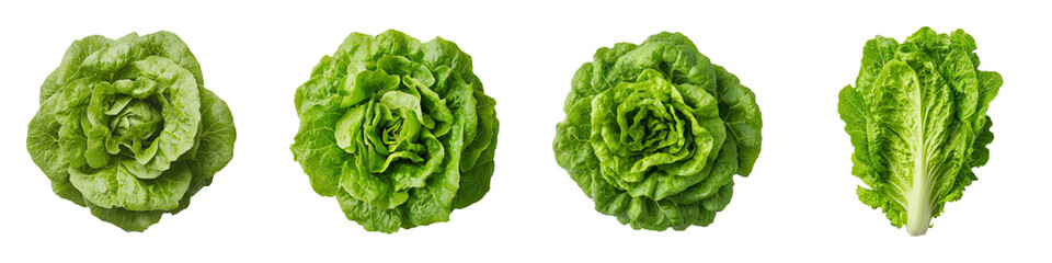 Freshly Harvested Boston Lettuce Resting on White Background