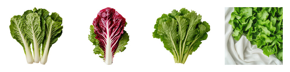 Fresh Harvested Batavia Lettuce Displayed on White Background