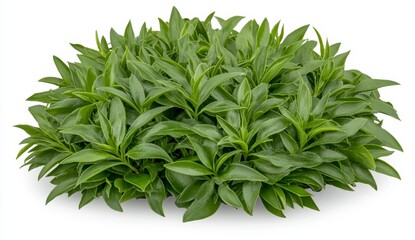Lush green foliage, vibrant leaves, dense growth, round shape, bright lighting, isolated on white background, healthy plant, natural texture
