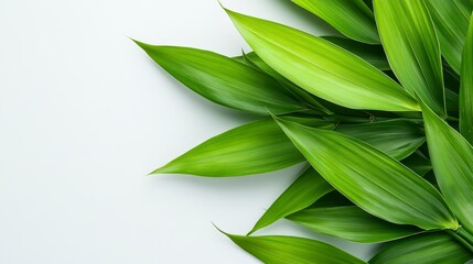 Obraz premium Elegant display of lush green leaves, showcasing their natural beauty and texture against a clean white backdrop. The arrangement captures freshness