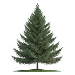 Fototapeta premium Spruce tree isolated on transparent background