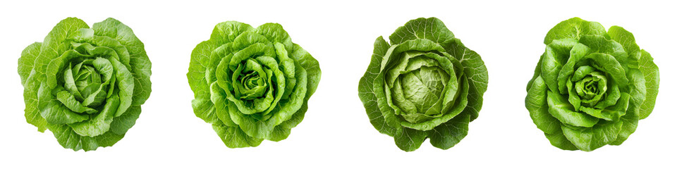 Fototapeta premium Whole Crisphead Lettuce Displayed Neatly from Downward View