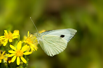 Pieris brassicae, the large white, also called cabbage butterfly, cabbage white, cabbage moth, or in India the large cabbage white, is a butterfly in the family Pieridae. Sardinia, Italy