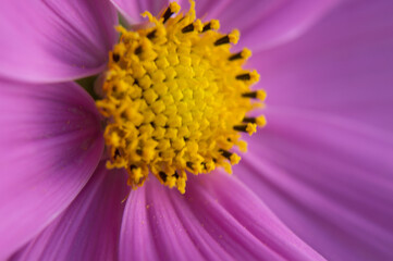 close up of a flower