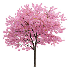 Obraz premium Pink cherry blossom tree in full bloom isolated on transparent background
