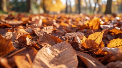 Close-up view of autumn leaves on forest ground in sunlight