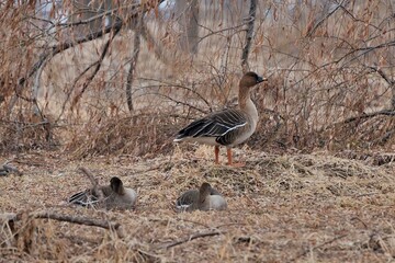 버드, 오리, 거위, animal, 네이처, 야생 동물, 부리, 거위, 청둥오리, h2o, 난폭한, 고립시키는, 깃털, 목초, 백, 물새, 깃털, 갈색, 조류, 날개, animal, 호수