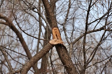 나무, 네이처, sky, 나무, blue, 가지, 나무, 자작나무, 겨울, 가을, 여행용가방, 봄, 공원, 가지, 계절, green, 나무, 식물, 껍질, 나이든, 나뭇잎, 버드, 죽은, 아웃도어, 경관