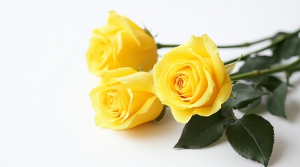 Three vibrant yellow roses against a white background