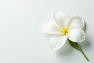 Fototapeta premium Single jasmine petal unfurls against a pure white backdrop, ethereal, delicate, bloom