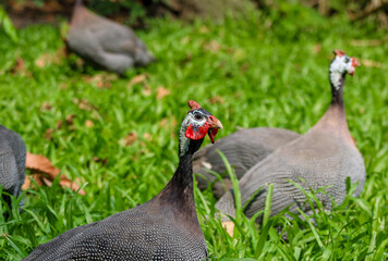 Portr&auml;t eines Hemperlhuhns