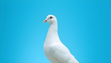 Fototapeta premium The World of Pigeons: Facts, Breeds, and Habits