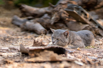 A gray cat happily lay in the courtyard and dried wood chips lay all over the floor.