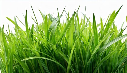 Fototapeta premium hi resolution image of fresh green grass isolated against a background