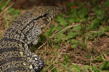 Teiu lizard in the grass