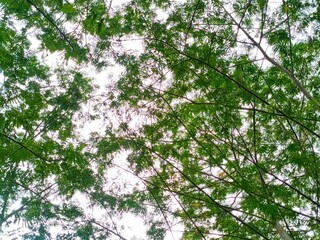 The tall tree leaves are green