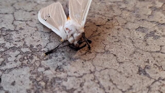 Creatonotos gangis : Creatonotos gangis is a striking moth with white, red, or yellow wings and inflatable coremata, which release pheromones. Found in Asia and Australia, it&rsquo;s fascinating!