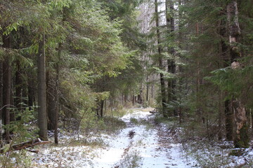 Fototapeta premium An old road in the pine forests of northeastern Europe on a sunny day in mid-spring