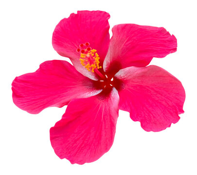 Close-up of Red Hibiscus Flower Isolated on White &ndash; Chinese Hibiscus (Hibiscus rosa-sinensis), Shoeblack Plant, Gumamela
