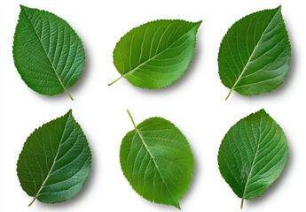 Fototapeta premium Six vibrant green leaves arranged on a white background, showcasing their intricate details and subtle variations in shape and texture. Each leaf