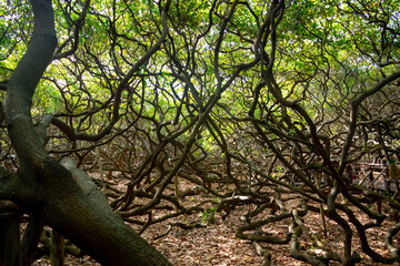 The world's largest cashew tree in Natal, Rio Grande do Norte, Brazil.