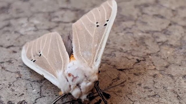 Creatonotos gangis : Creatonotos gangis is a striking moth with white, red, or yellow wings and inflatable coremata, which release pheromones. Found in Asia and Australia, it&rsquo;s fascinating!