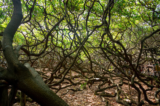The world's largest cashew tree in Natal, Rio Grande do Norte, Brazil.