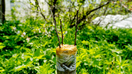 vaccinations of young fruit trees on an old tree