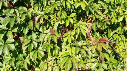 Blooming wild grapes on a wooden fence