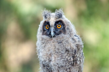 great horned owl