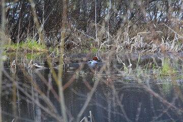 a red-headed pochard swims on a lake in mid-spring
