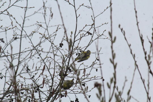 a siskin bird pecks alder cones in mid-May during a snowfall