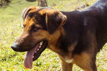 Dog Photography
