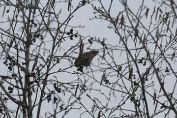 a siskin bird pecks alder cones in mid-May during a snowfall