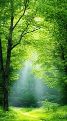 Obraz premium Sunbeams illuminate a verdant forest path, dappled sunlight filtering through lush green leaves, creating a serene and tranquil atmosphere. Lush