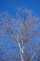 Birch tree and branches and clear blue sky background