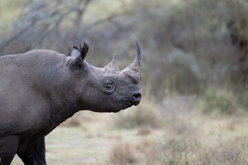 A black rhinoceros in the grasslands of Lake Nakuru, Kenya. Closeup, portrait.