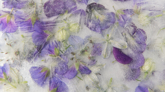 seamless backgrond with frozen purple pansy flowers in ice
