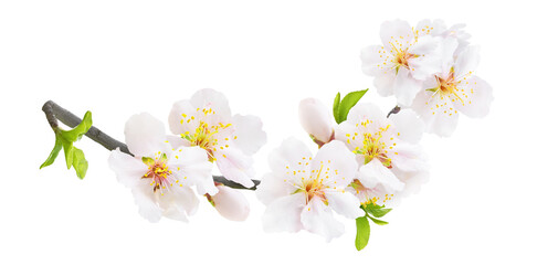 Branch of blooming almond tree in spring with white almond blossoms, buds and leaves isolated on...