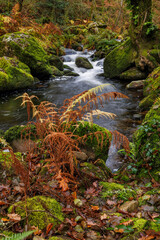 View of a Barbantino river through the forest on November 29, 2020 in Galicia, Spain.