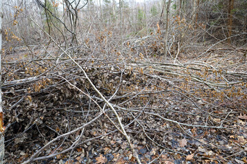 Many small branches dumped on a pile in the forest. Place of felling trees in the forest. Theme of ecology and felling of forest trees.