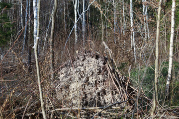 Uprooted root in birch forest. root of a tree that has been blown down by the wind. Young dense birch grove.