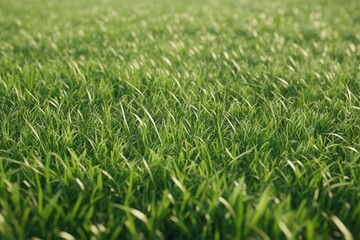 Fototapeta premium Seamless High-Quality Texture of Fresh Green Grass